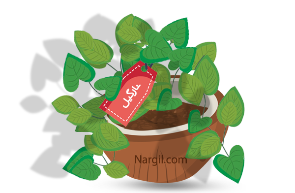 Nargil_Philodendron Scandens